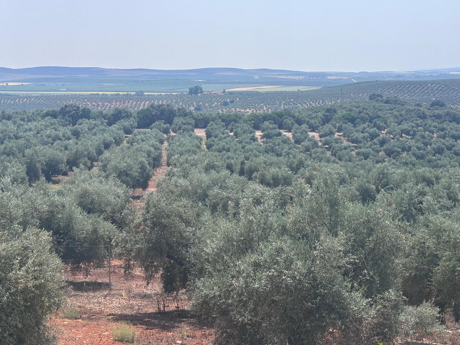 Olivar en Baena